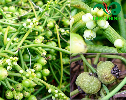 Đặc điểm của dây tơ hồng xanh