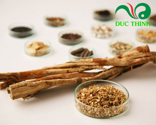 Đặc điểm của rễ dâu tằm