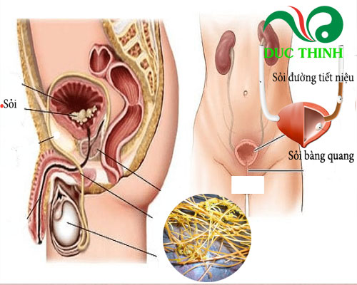 Dây tơ hồng xanh chữa bệnh gì?