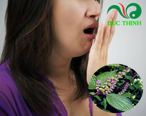 Hương nhu có tác dụng gì?