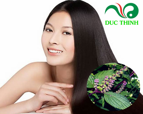 Hương nhu có tác dụng gì?