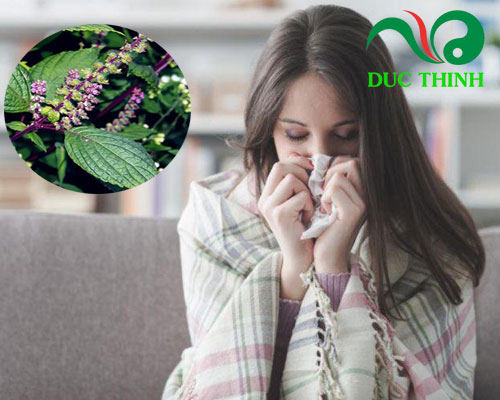 Hương nhu có tác dụng gì?