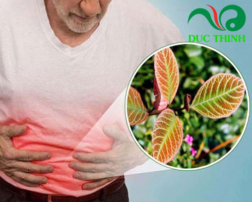 Lá khôi tía có tác dụng gì?