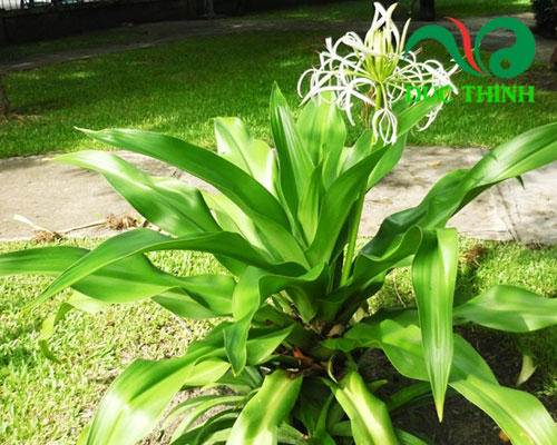 Một số thông tin về cây náng hoa trắng