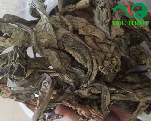 Mua lá khôi tía ở đâu?