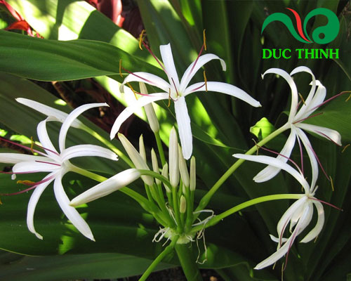 Phân biệt cây náng hoa trắng và trinh nữ hoàng cung