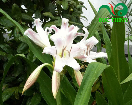 Phân biệt cây náng hoa trắng và trinh nữ hoàng cung