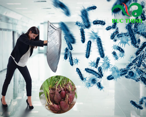 Sâm đại hành có tác dụng gì?