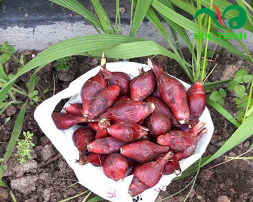 Sâm đại hành là gì?