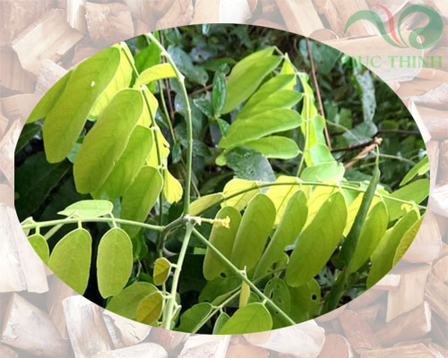 Sự thật về cây mú từn điều trị yếu sinh lý