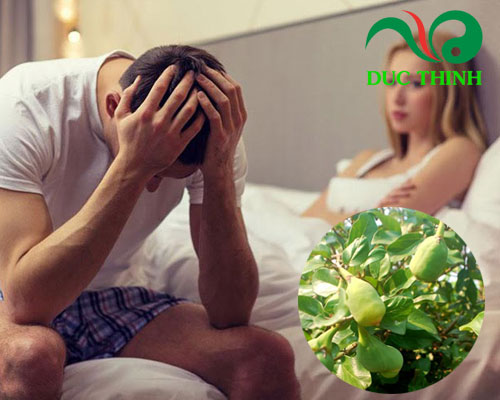 Tác dụng chữa bệnh của quả trâu cổ