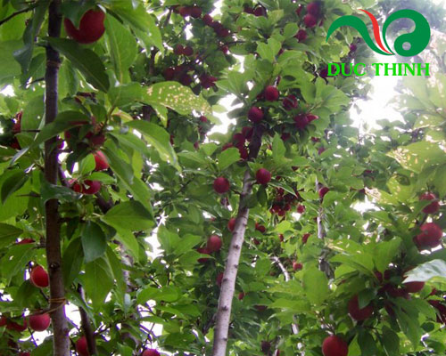 Tác dụng của cây bồ quân