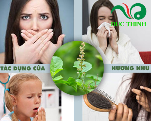Tác dụng của cây hương nhu