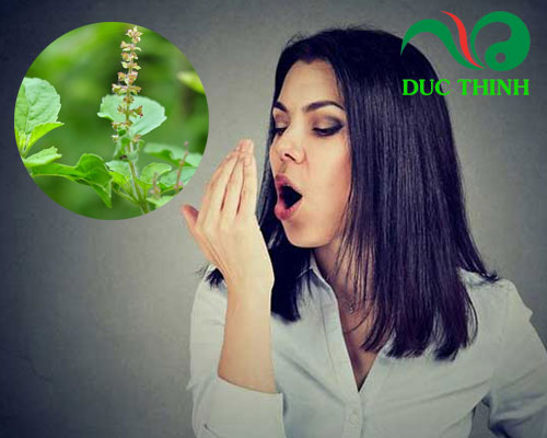 Tác dụng của hương nhu trị hôi miệng