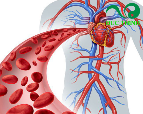 Tác dụng của táo đỏ ngâm rượu