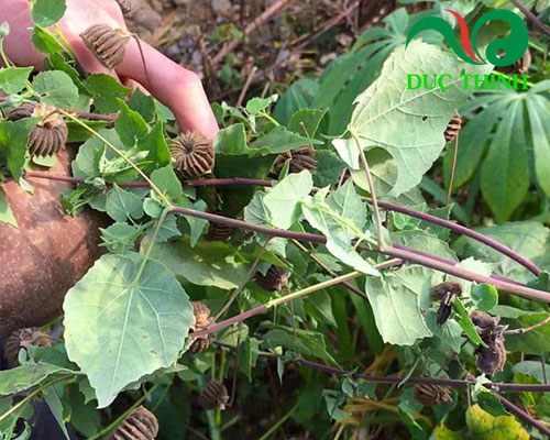 Thành phần dược tính của cây cối xay