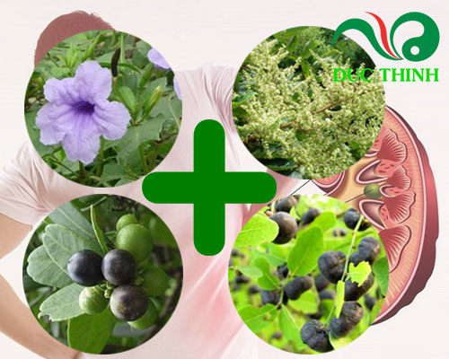 Cách dùng cây quýt gai chữa bệnh thận