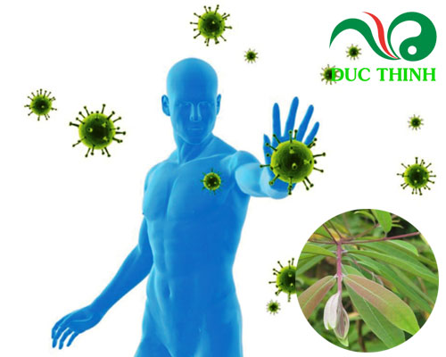 Cây đỏ ngọn có tác dụng gì?