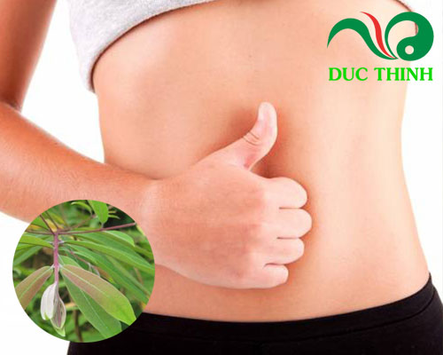 Cây đỏ ngọn có tác dụng gì?