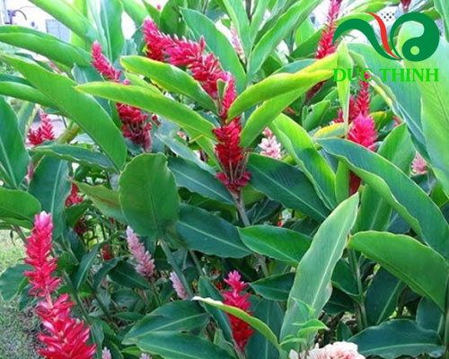 Cây gừng gió là cây gì?