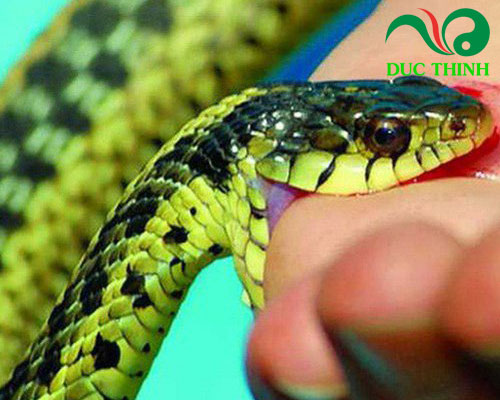 Cây quýt gai có tác dụng gì?