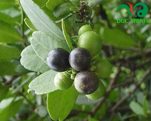 Cây quýt gai là cây gì?