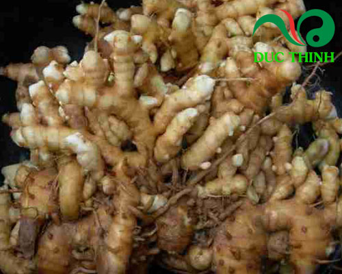 Gừng gió dược liệu đang được cung cấp rất nhiều trên thị trường