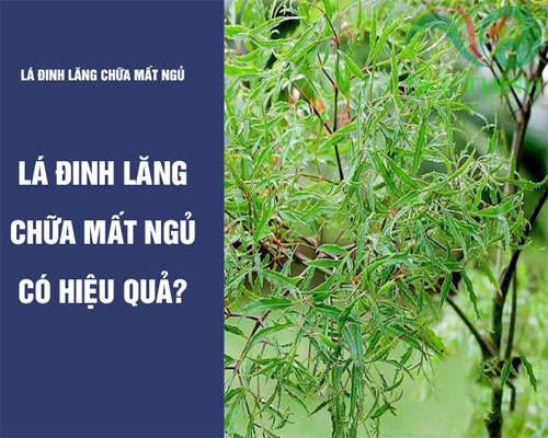 lá đinh lăng chữa mất ngủ có hiệu quả không